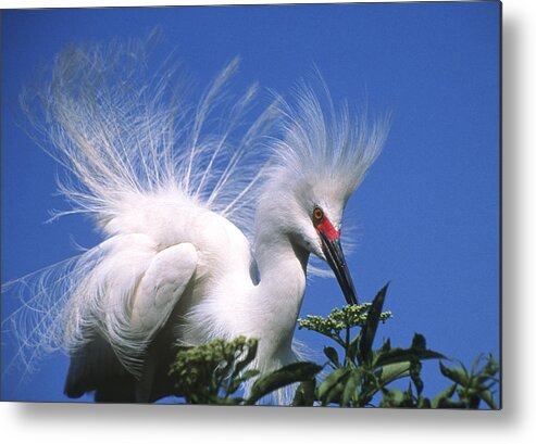 Snowy Egret Metal Print featuring the photograph Egret finery by Elvira Butler