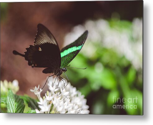Emerald Swallowtail Butterfly Metal Print featuring the photograph Emerald Swallowtail Butterfly by Tamara Becker