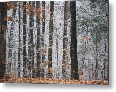 Ice Storm Metal Print featuring the photograph Enchanted Forest by Linda Segerson