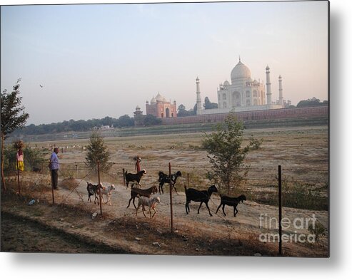 Taj Mahal Metal Print featuring the photograph End of the Day at Mehtab Bagh by Jacqueline M Lewis