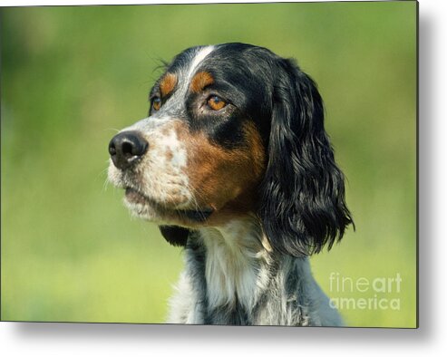English Setter Metal Print featuring the photograph English Setter Dog by Jean-Paul Ferrero