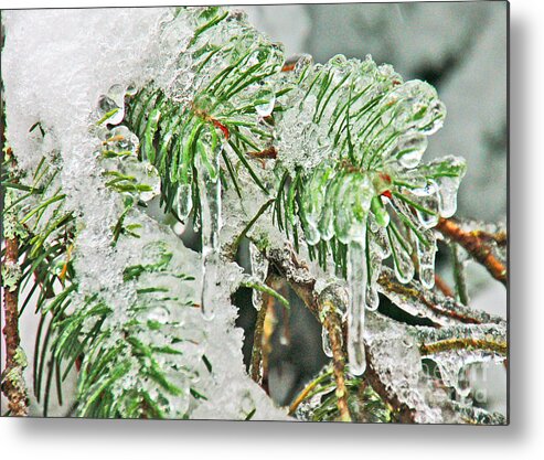 Icicles Metal Print featuring the photograph Evergreen Icicles III by Chuck Flewelling
