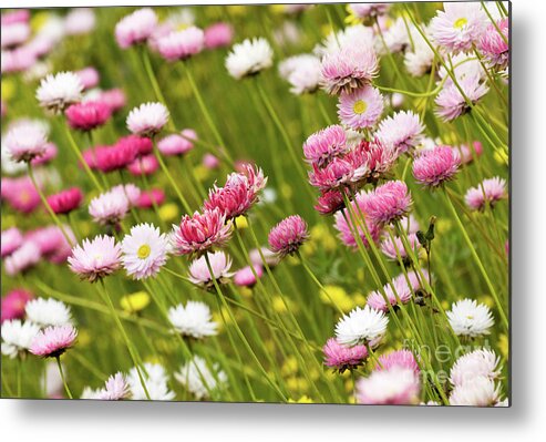 Everlastings Metal Print featuring the photograph Everlastings by Rick Piper Photography