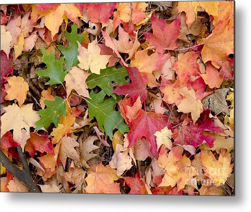 Arboretum Metal Print featuring the photograph Fall colors by Steven Ralser