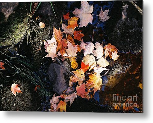 Leaves Metal Print featuring the photograph Fall Gathering by Jim Simak