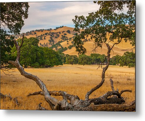 Landscape Metal Print featuring the photograph Fallen Tree With A View by Marc Crumpler