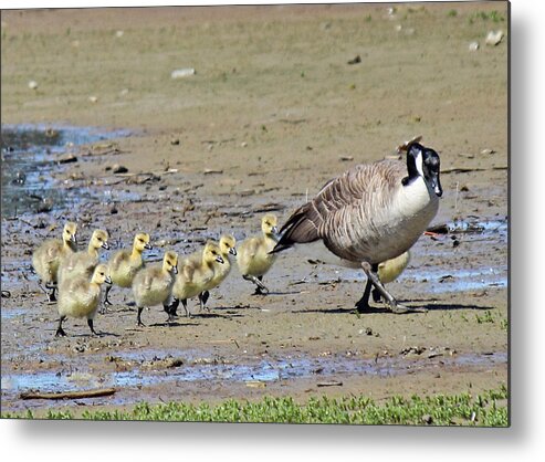 Canada Goose Metal Print featuring the photograph Family Outing by Randy Hall