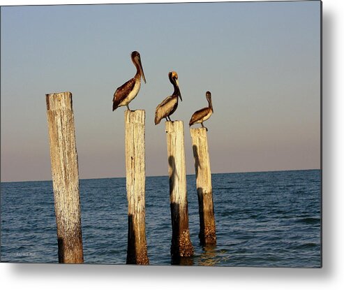 Florida Metal Print featuring the photograph Fashionably Late by Andrea Platt