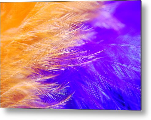 Photograph Metal Print featuring the photograph Feathers by Larah McElroy