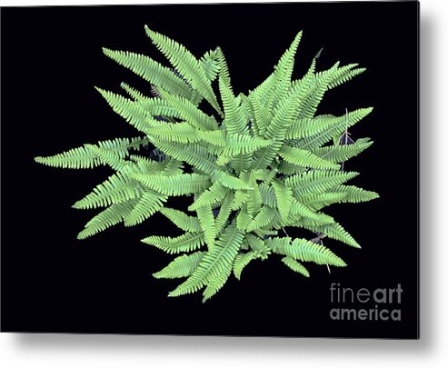 Spring Metal Print featuring the photograph Fern by Bill Thomson