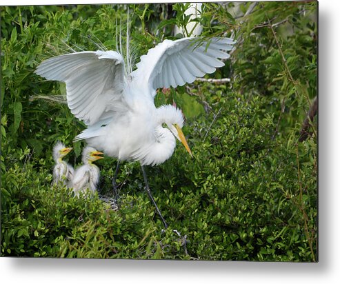 Animal Themes Metal Print featuring the photograph Fierce by Amy Hudechek