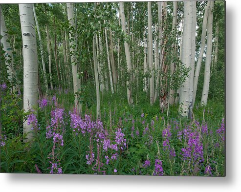 Forest Metal Print featuring the photograph Fireweed and Aspen by Cascade Colors
