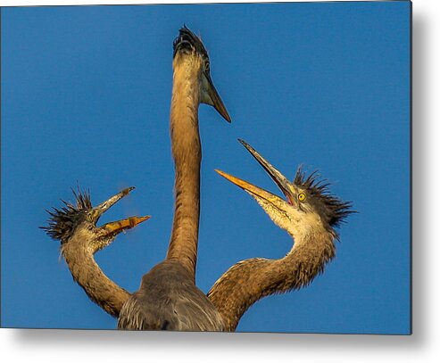 Great Blue Herons Metal Print featuring the photograph First Come-First Serve by Kevin Dietrich