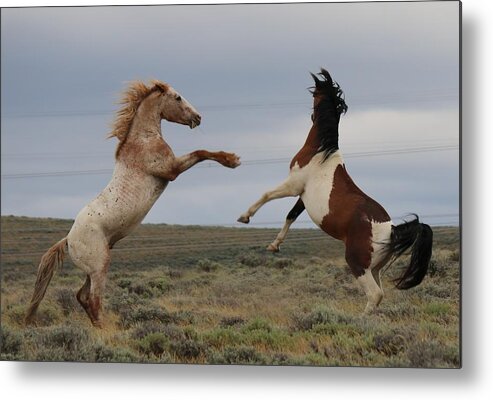  Metal Print featuring the photograph Fist Fight by Christy Pooschke