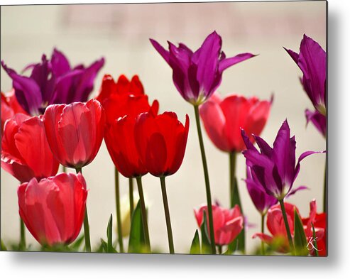 Flowers Metal Print featuring the photograph Flower Bed by Kelly Smith