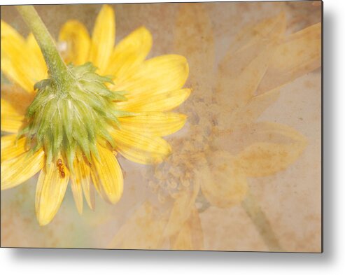 Flower Metal Print featuring the photograph Flower Rhythm by Susan Moody