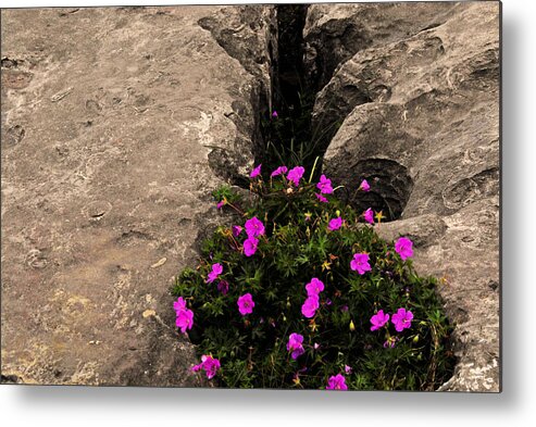 Flowers Ireland Color Natural Light Rock Stone Pink Outside Metal Print featuring the photograph Flowers in stone by Will Burlingham