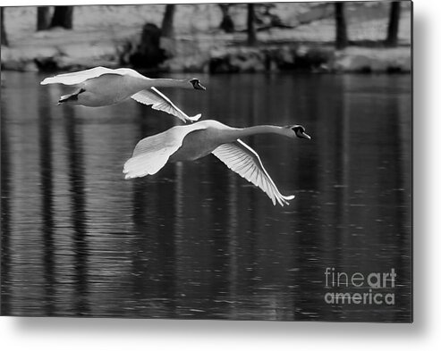 Black And White Metal Print featuring the photograph Fly Bye of Mute Swans by Roger Becker