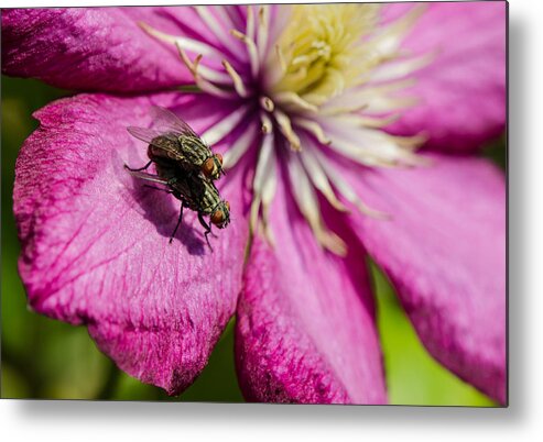 Flower Metal Print featuring the photograph Fly Love by Andreas Berthold