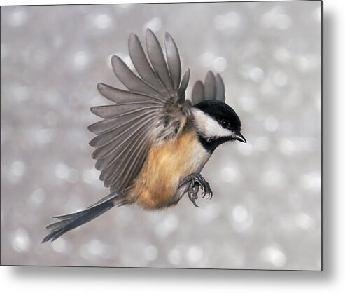 Black-capped Chickadee Metal Print featuring the photograph Flying Chickadee by Leda Robertson