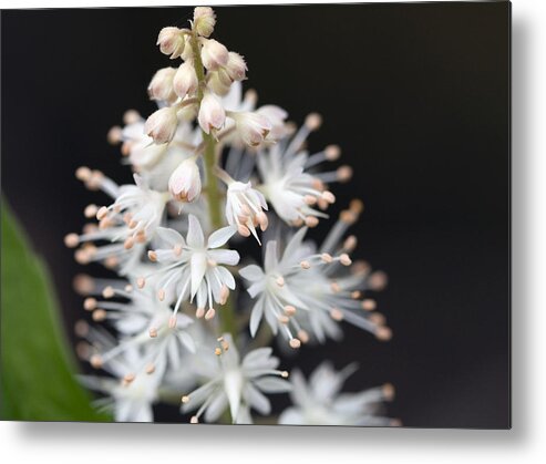 Heart Leaf Metal Print featuring the photograph Foam Flower by Melinda Fawver