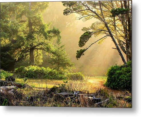 Landscape Metal Print featuring the photograph Fog at Fogarty 0004 by Kristina Rinell