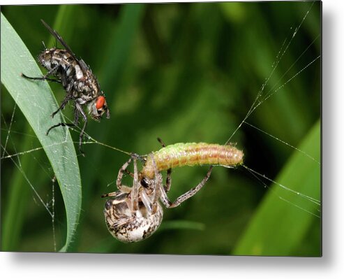 Arachnid Metal Print featuring the photograph Foliate Spider With Prey And Flesh Fly by Nigel Downer