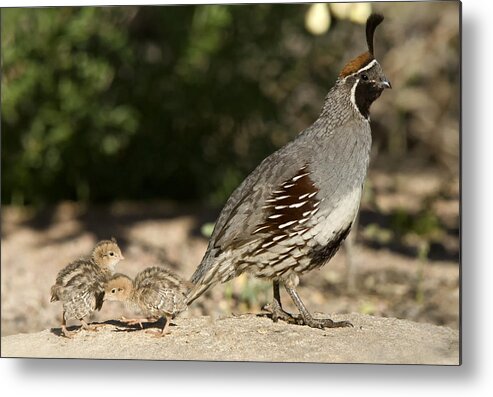 Gambel's Quail Metal Print featuring the photograph Following in Daddy's Footsteps by Saija Lehtonen