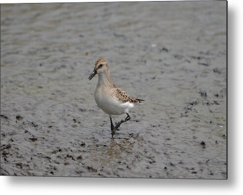 Birds Metal Print featuring the photograph Food by James Petersen