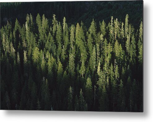 Feb0514 Metal Print featuring the photograph Forest Aerial Olympic National Park by Mark Moffett