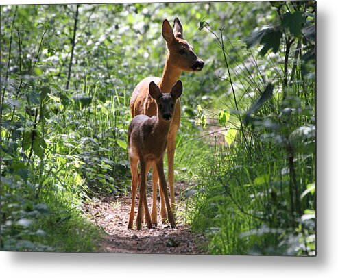 Alertness Metal Print featuring the photograph Forest Fawn by Ger Bosma