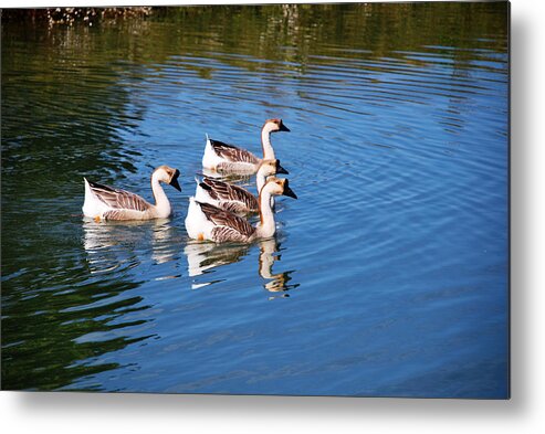 Geese Metal Print featuring the photograph Four Geese a Swimming by Linda Segerson