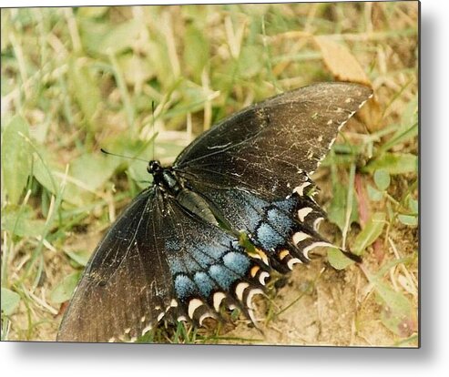 Butterfly Metal Print featuring the photograph Fragile Beauty by Mary Wolf