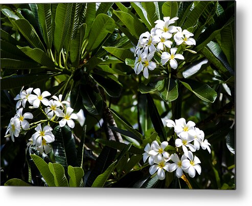 Aloha Metal Print featuring the photograph Fragrant Clusters by Christi Kraft