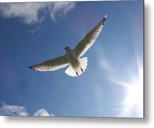 Seagull Metal Print featuring the photograph Freedom Flight by Jackie Mueller-Jones