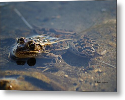 Animal Metal Print featuring the photograph Frog by Steven Clipperton