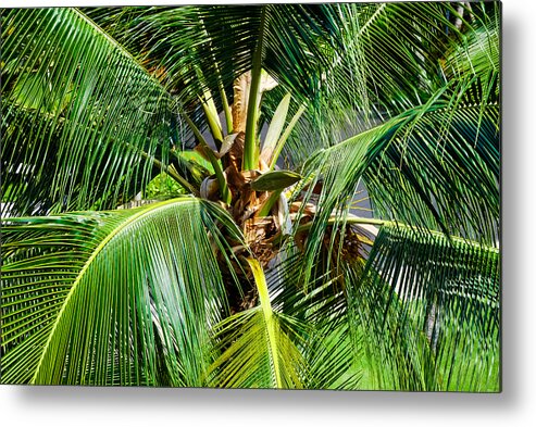 Botany Metal Print featuring the photograph Fronds and Center by Christi Kraft