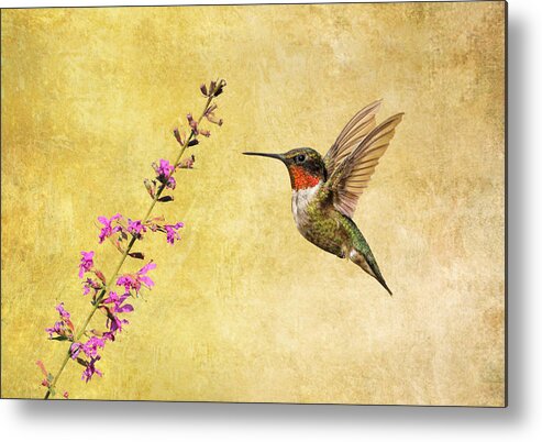 Ruby Throat Hummingbird Metal Print featuring the photograph Frozen in Time by Daniel Behm