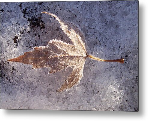 Winter Metal Print featuring the photograph Frozen Leaf by Richard Bryce and Family