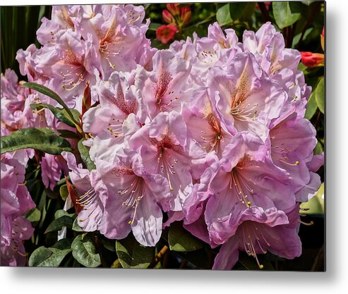 Close-up Metal Print featuring the photograph Full Bloom by Ronda Broatch