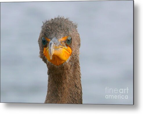 Alive Metal Print featuring the photograph Funny looking Bird by Amanda Mohler