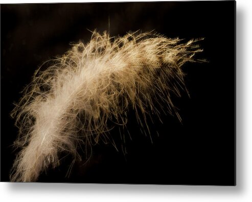 Owl Metal Print featuring the photograph Fuzzy Feather by Jean Noren