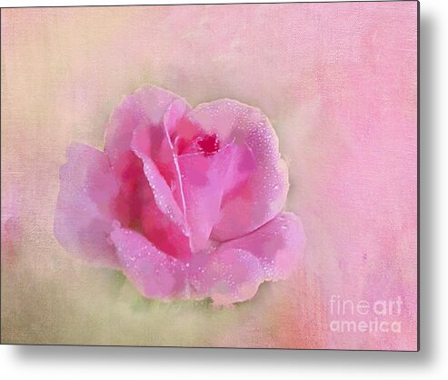 Pink Rose Metal Print featuring the photograph Gentle on My Mind by Betty LaRue
