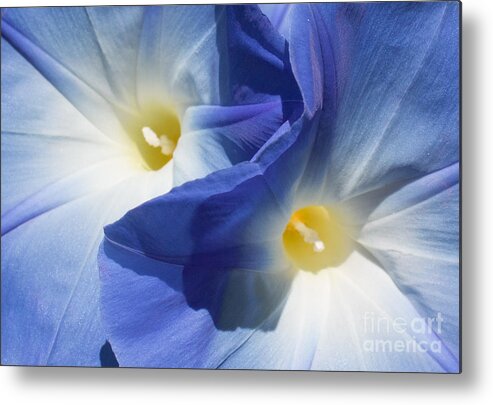 Morning Glory Metal Print featuring the photograph Gently Unfolding by Barbara McMahon