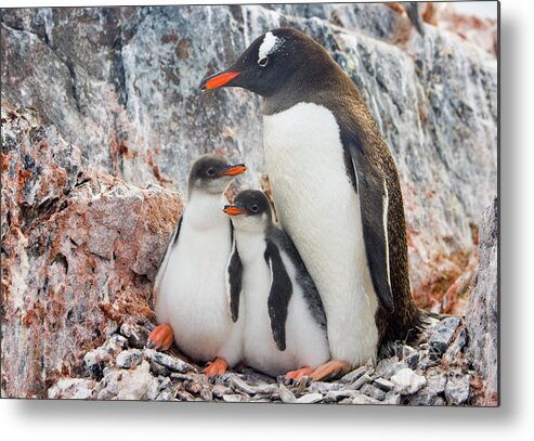 00345581 Metal Print featuring the photograph Gentoo Penguin Family on Booth Isl by Yva Momatiuk and John Eastcott