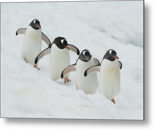 534754 Metal Print featuring the photograph Gentoo Penguin Quartet Booth Isl by Kevin Schafer