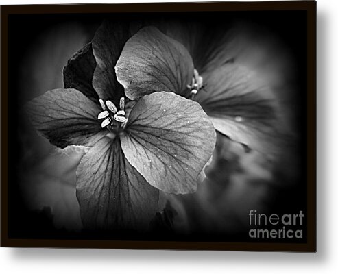 Geranium Metal Print featuring the photograph Geranium Flowers by Kay Novy