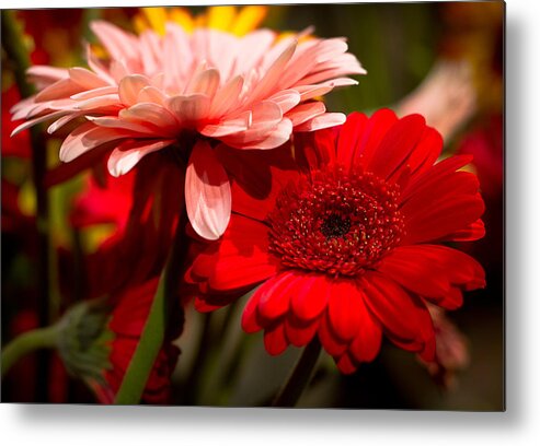  Gerbera Daisies Metal Print featuring the photograph Gerbera Daisies by Patrice Zinck