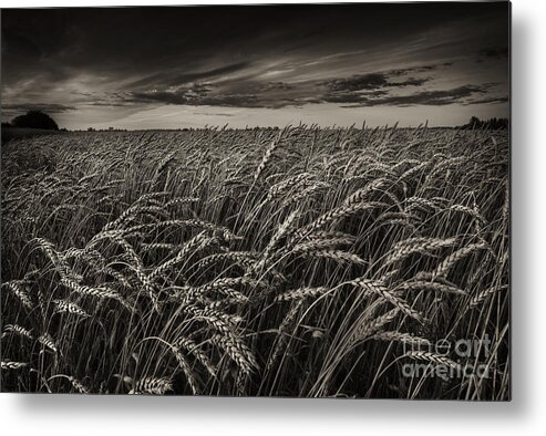 Wheat Metal Print featuring the photograph Giving Thanks by Dan Jurak
