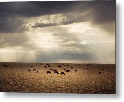 Grass Metal Print featuring the photograph Golden Cattle by Jake Olson Studios Blair Nebraska